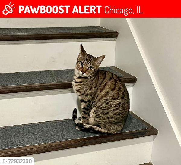 Lost Female Cat last seen East North Water St and McClurg Court, Chicago, IL 60611