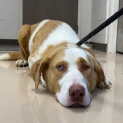Shelter Stray Male Dog last seen , Pine Bluff, AR 71601