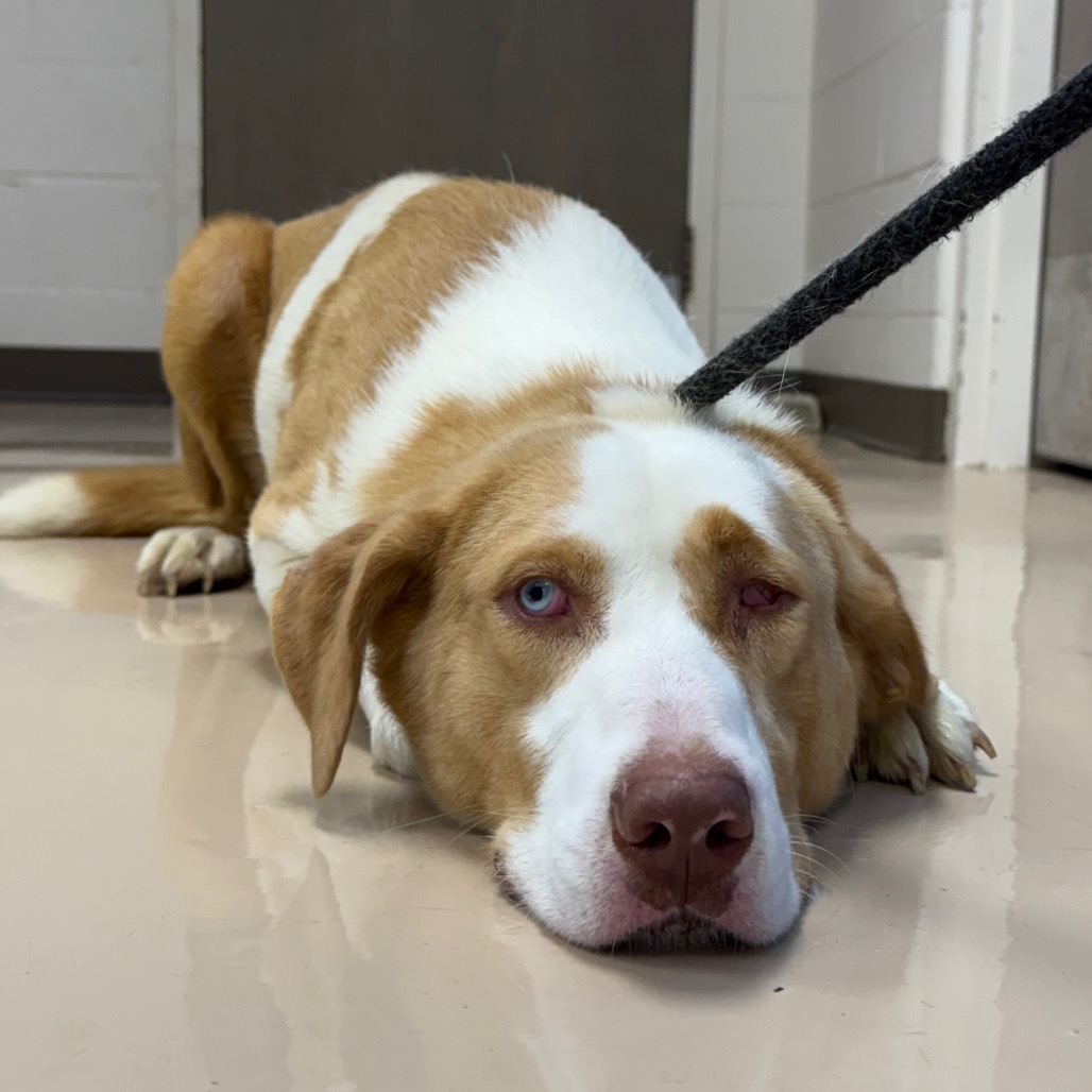 Shelter Stray Male Dog last seen , Pine Bluff, AR 71601