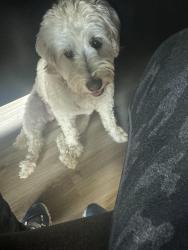 Lost Female Dog last seen Stacee, Argyle, TX 76226