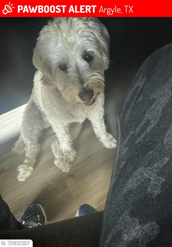 Lost Female Dog last seen Stacee, Argyle, TX 76226