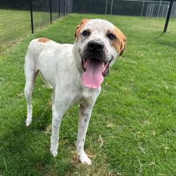 Shelter Stray Male Dog last seen , Cabot, AR 72007