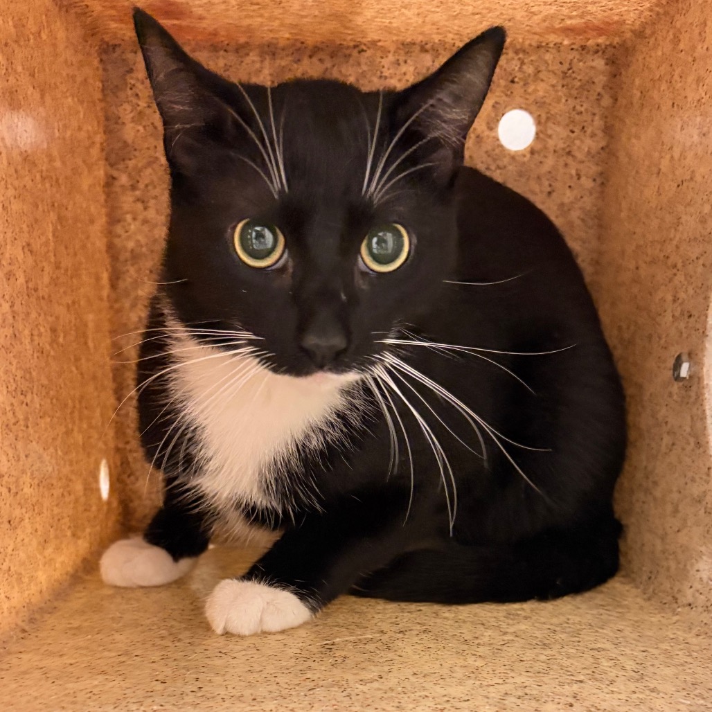 Shelter Stray Male Cat last seen , Animal Care & Control Team of Philly, 111 W Hunting Park Ave, Philadelphia, PA 19140, USA
