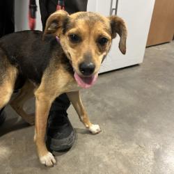Shelter Stray Female Dog last seen , Cabot, AR 72007
