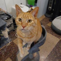 Shelter Stray Male Cat last seen , Animal Care & Control Team of Philly, 111 W Hunting Park Ave, Philadelphia, PA 19140, USA