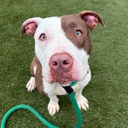 Shelter Stray Female Dog last seen , Philadelphia, PA 19140