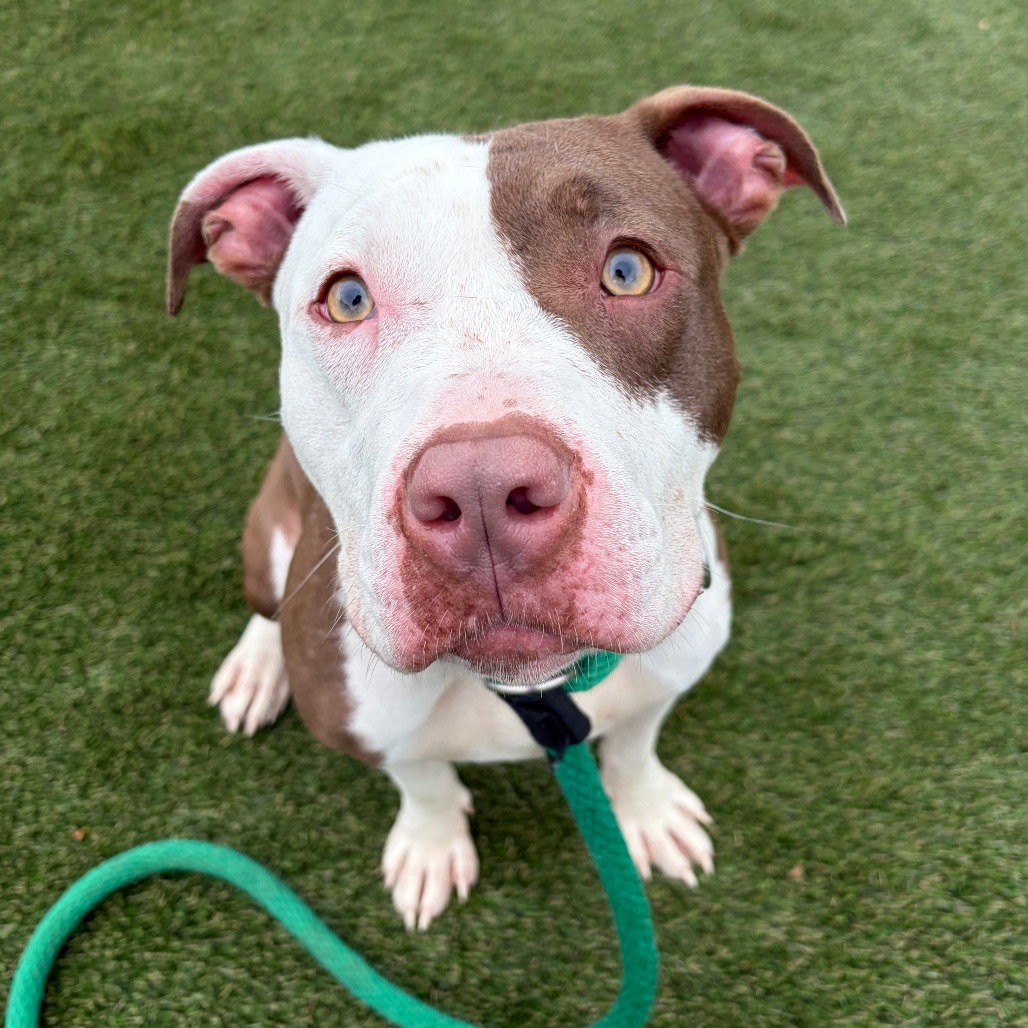 Shelter Stray Female Dog last seen , Philadelphia, PA 19140