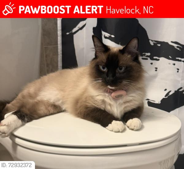 Lost Female Cat last seen Slocum Village , Havelock, NC 28532