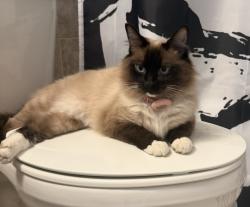 Lost Female Cat last seen Slocum Village , Havelock, NC 28532