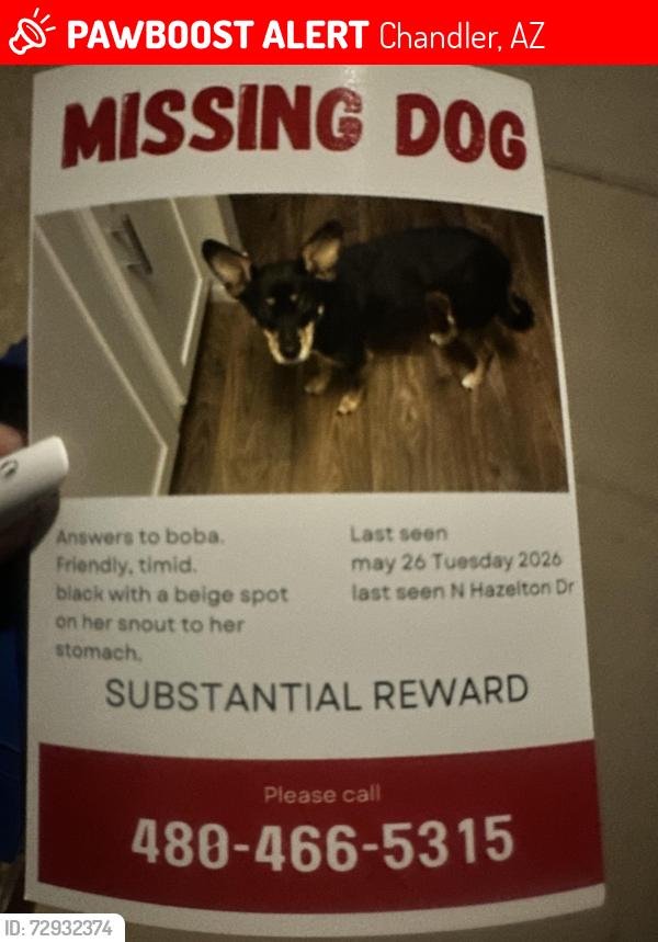 Lost Female Dog last seen Near n hazelton dr 85226 Good, Chandler, AZ 85226