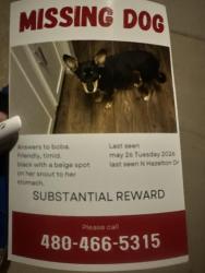 Lost Female Dog last seen Near n hazelton dr 85226 Good, Chandler, AZ 85226