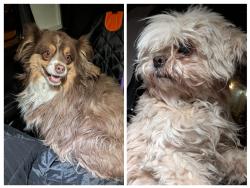 Found/Stray Female Dog last seen N Stanley cup dr, Sunrise Manor, NV 89110