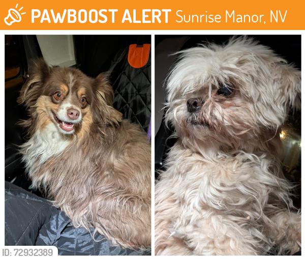 Found/Stray Female Dog last seen N Stanley cup dr, Sunrise Manor, NV 89110