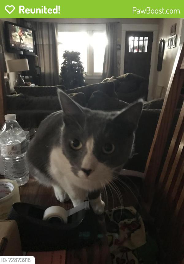 Reunited Male Cat last seen Near Loma, Long Beach, CA 90804