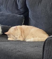 Reunited Male Cat last seen Main Street and University. Across from Blaine High School, Blaine, MN 55434