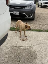 Found/Stray Unknown Dog last seen SAY baseball complex, San Angelo, TX 76901
