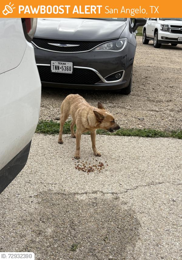 Found/Stray Unknown Dog last seen SAY baseball complex, San Angelo, TX 76901