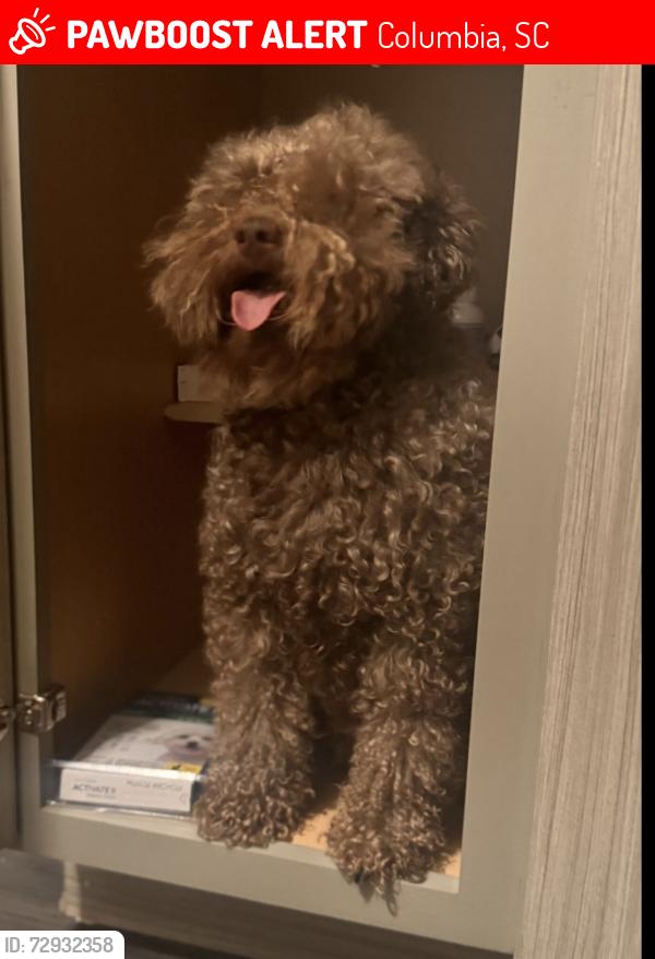 Lost Male Dog last seen Acuba Ct, Lansdowne Subdivision Columbia, SC 29229, Columbia, SC 29229