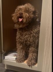 Lost Male Dog last seen Acuba Ct, Lansdowne Subdivision Columbia, SC 29229, Columbia, SC 29229