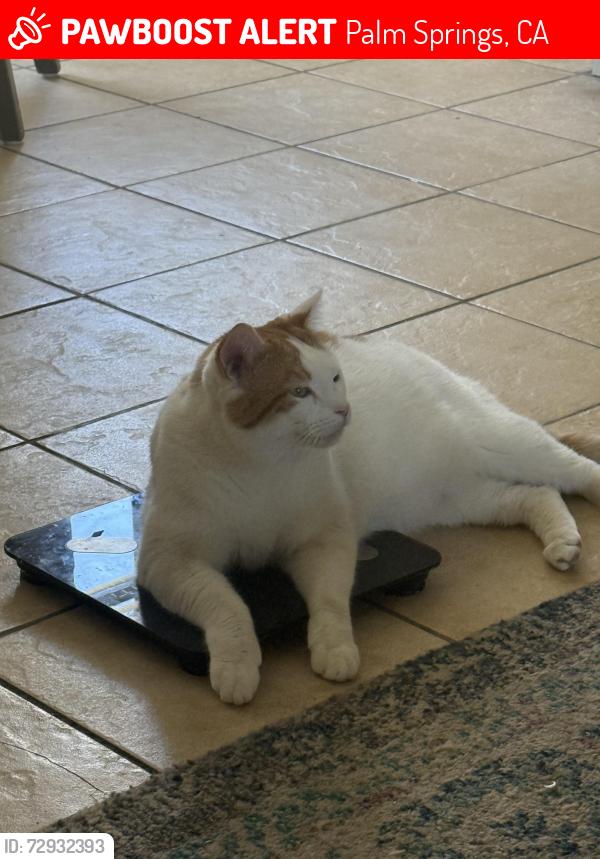 Lost Male Cat last seen Palm canyon /laverne , Palm Springs, CA 92264
