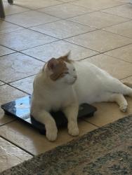 Lost Male Cat last seen Palm canyon /laverne , Palm Springs, CA 92264