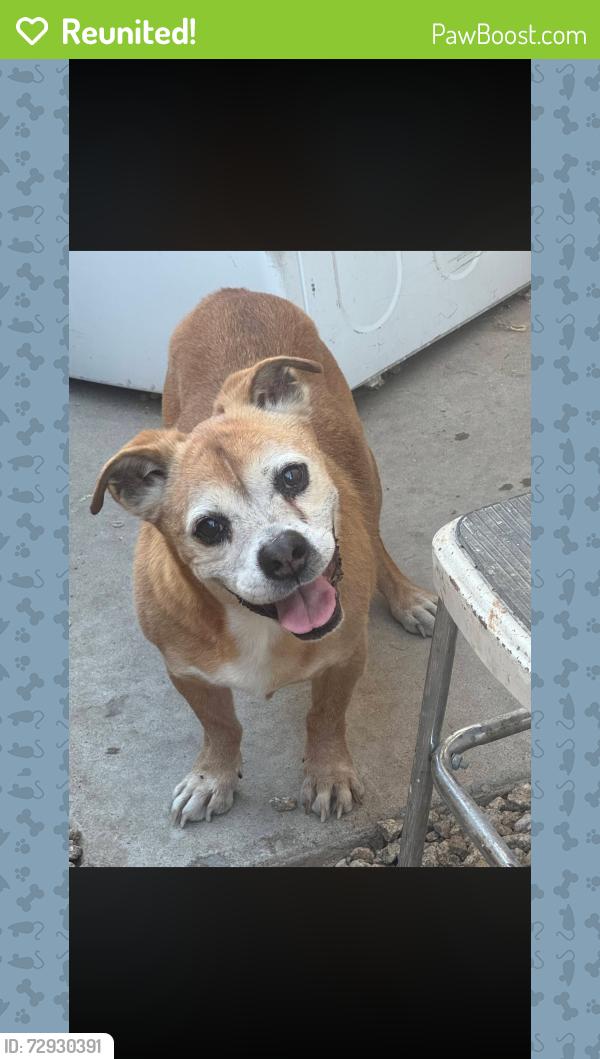 Reunited Male Dog last seen 51st Ave and Greenway , Phoenix, AZ 85306