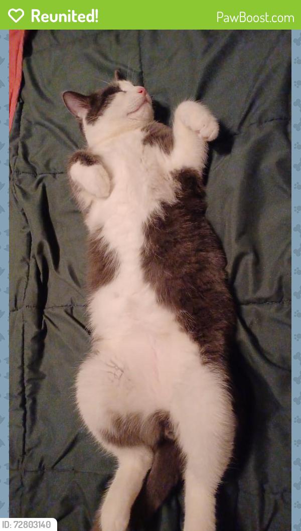 Reunited Male Cat last seen by autumn ridge apmts, Grand Rapids, MI 49503