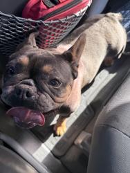 Found/Stray Female Dog last seen Grove and Bedford Castro Valley , Castro Valley, CA 94546