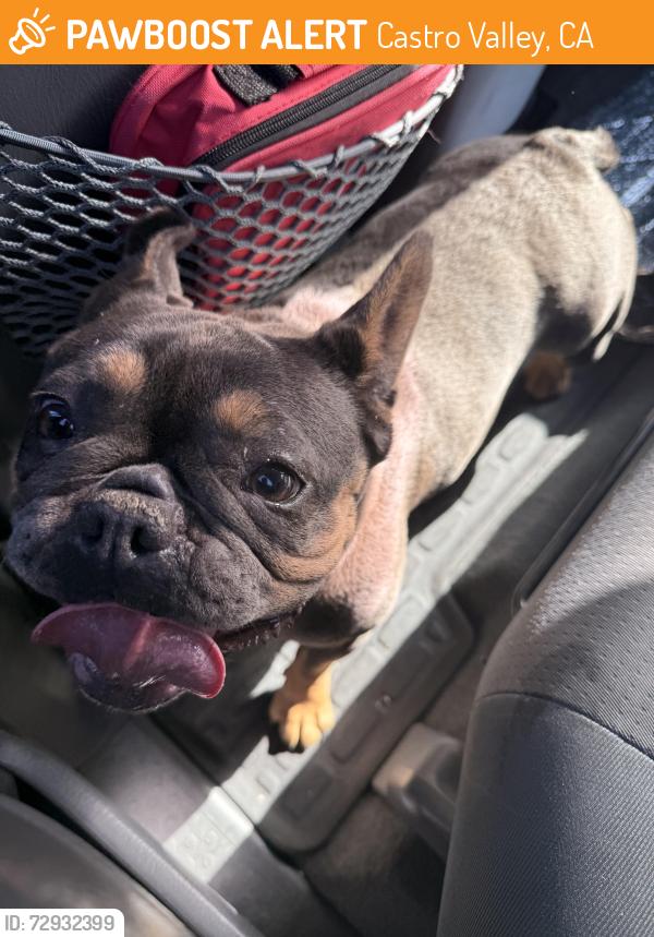 Found/Stray Female Dog last seen Grove and Bedford Castro Valley , Castro Valley, CA 94546