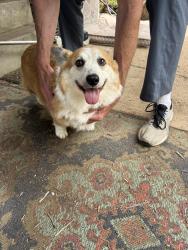 Reunited Unknown Dog last seen Bellevue and Newport. , Richmond, VA 23227