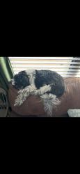Reunited Male Dog last seen Near Cloudlock Dr, Saginaw, TX 76179, USA, Saginaw, TX 76179