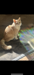 Lost Male Cat last seen Winnetka, Los Angeles, CA 91306