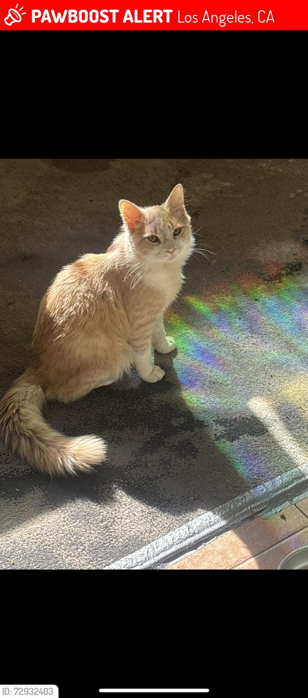 Lost Male Cat last seen Winnetka, Los Angeles, CA 91306