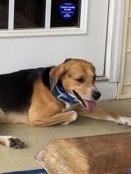 Reunited Male Dog last seen Powell drive, Wilsons Mills, NC 27577