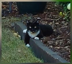 Found/Stray Male Cat last seen Curry Woods Circle, Orlando, FL, Orlando, FL 32822