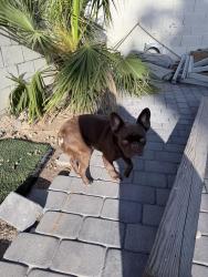 Reunited Male Dog last seen South 10th st & e St. Louis ave, Las Vegas, NV 89104