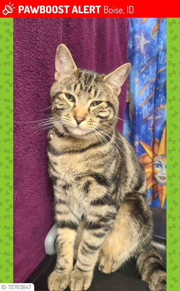 Lost Male Cat last seen Oak Park Village Near Cherry and Vista, Boise, ID 83705