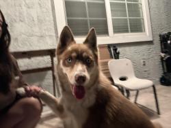 Found/Stray Female Dog last seen Milbury Ave & Beckner St, La Puente, CA 91746