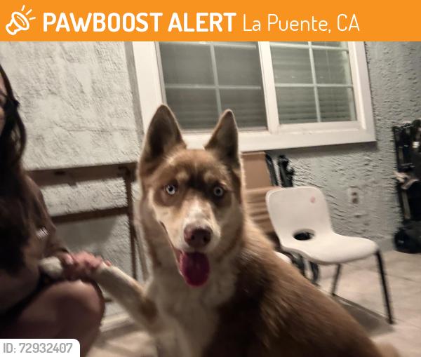 Found/Stray Female Dog last seen Milbury Ave & Beckner St, La Puente, CA 91746