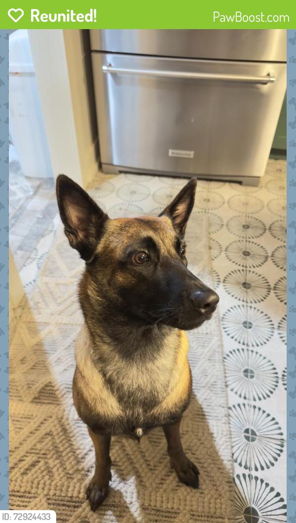 Reunited Female Dog last seen 13th Ave N and 4th St N, St. Petersburg, FL 33701