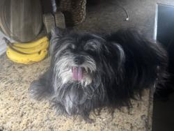 Reunited Female Dog last seen Hawks Landing Edmond OK, Edmond, OK 73003