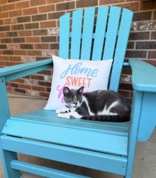 Lost Male Cat last seen S. Missouri, Jefferson St., Morton, IL 61550