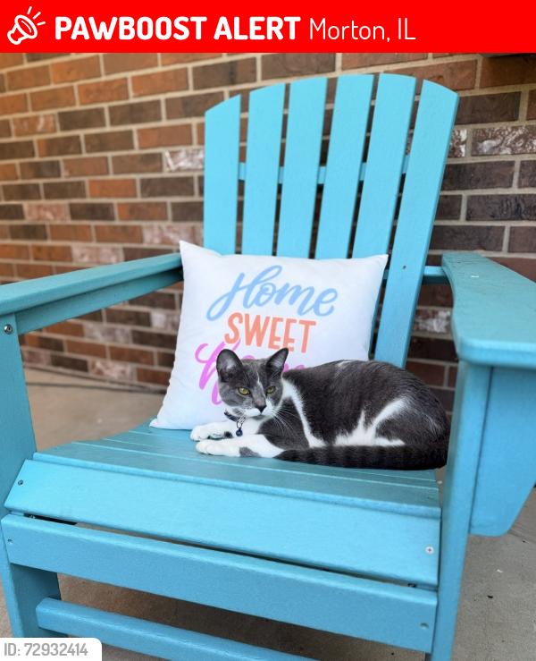 Lost Male Cat last seen S. Missouri, Jefferson St., Morton, IL 61550