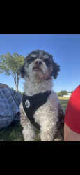 Lost Male Dog last seen Sw 44 and may ave, Oklahoma City, OK 73119