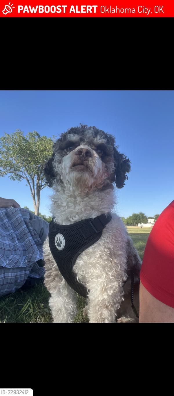 Lost Male Dog last seen Sw 44 and may ave, Oklahoma City, OK 73119
