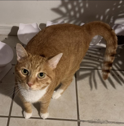 Lost Male Cat last seen Talmadge x Kepler, Deland, FL 32724
