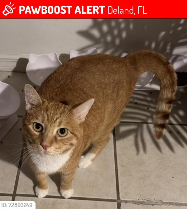 Lost Male Cat last seen Talmadge x Kepler, Deland, FL 32724