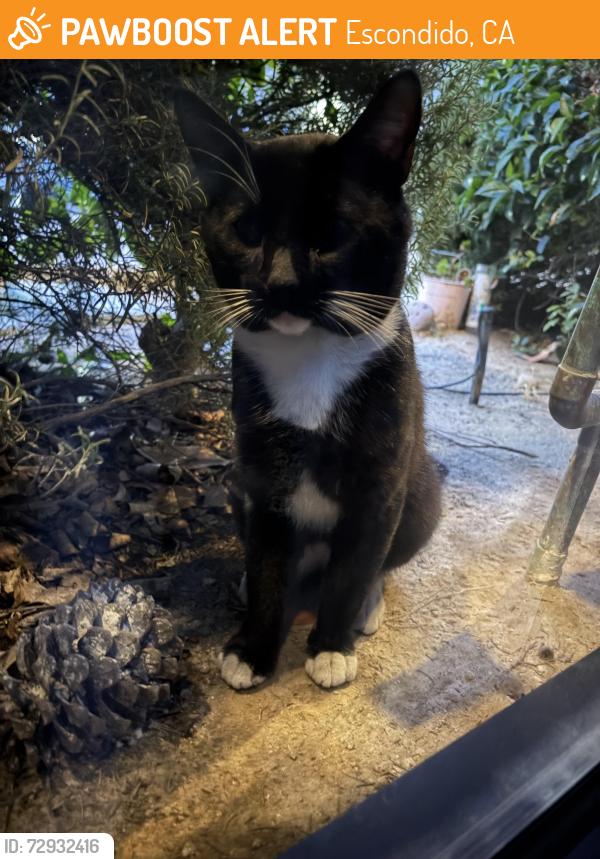 Found/Stray Unknown Cat last seen Nordahl / State Street, Escondido, CA 92029