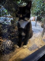 Found/Stray Unknown Cat last seen Nordahl / State Street, Escondido, CA 92029