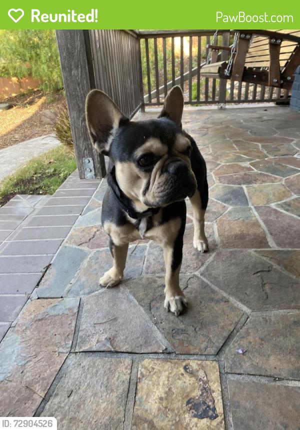 Reunited Male Dog last seen Carlton Ave/ Lake Chabot Road, Castro Valley, CA 94578